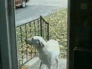 Cachorro Super Educado