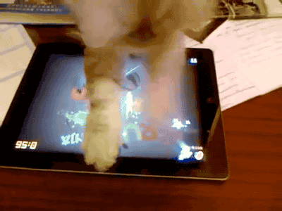 Gato regaçando no Fruit Ninja