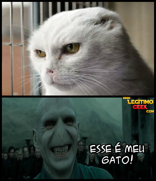 Que gato é esse