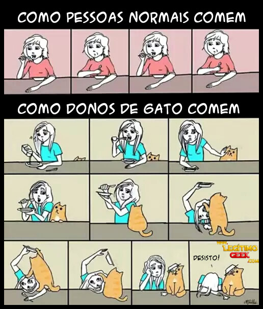 donos de gato
