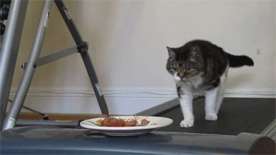 Como fazer seu gata largar a preguiça (1)