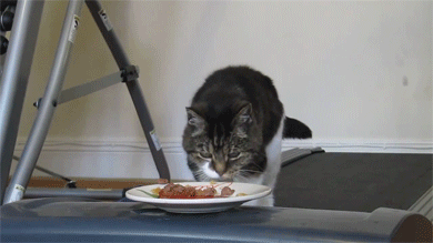Como fazer seu gata largar a preguiça (2)