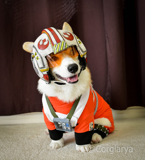 O cosplay mais fofinho que você já viu #2