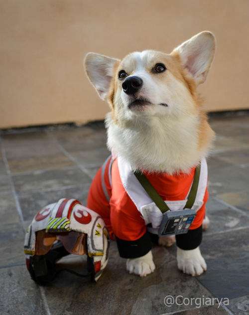 arya the corgi (3)