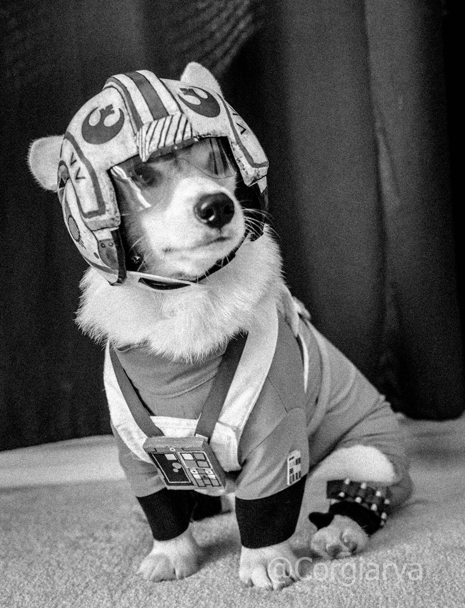 arya the corgi (4)