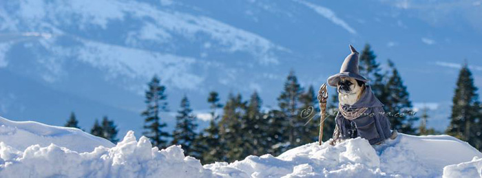 lord-of-the-rings-pugs-02