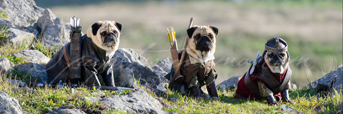 lord-of-the-rings-pugs-03