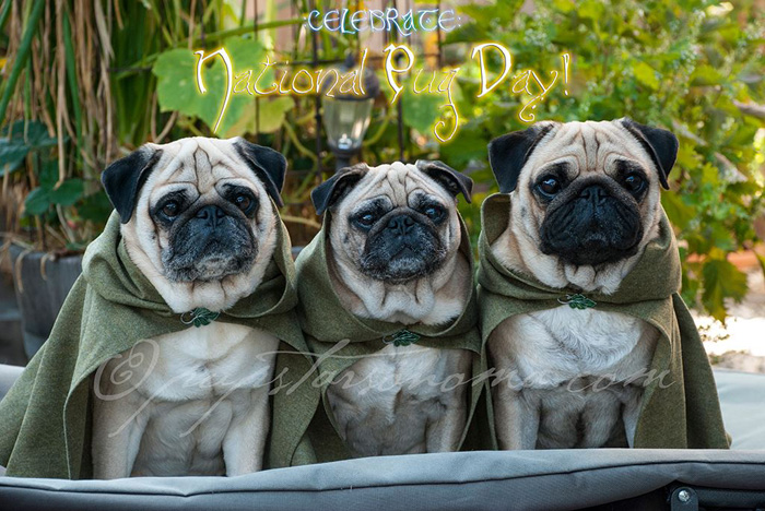 lord-of-the-rings-pugs-04