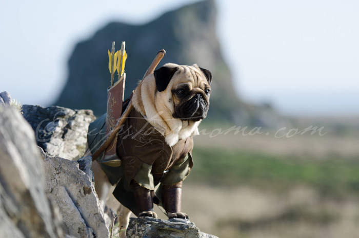 lord-of-the-rings-pugs-05