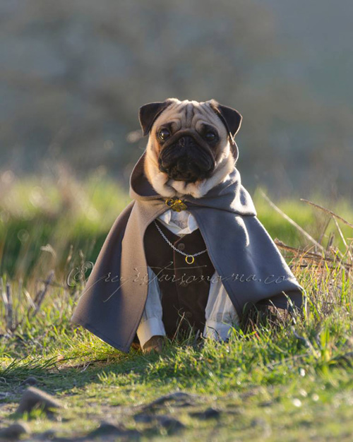 lord-of-the-rings-pugs-06