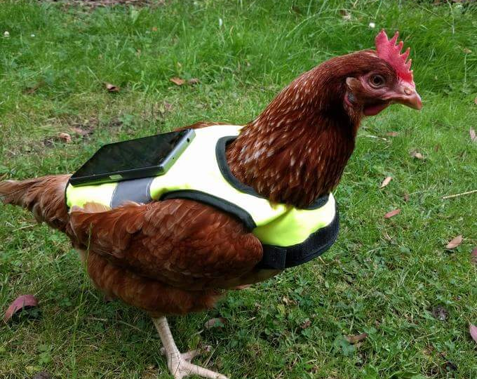 Pokémon Go | Tem gente usando galinhas para chocar ovos de pokémon