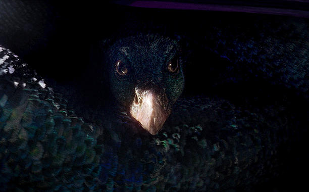 fantastic beasts (6)